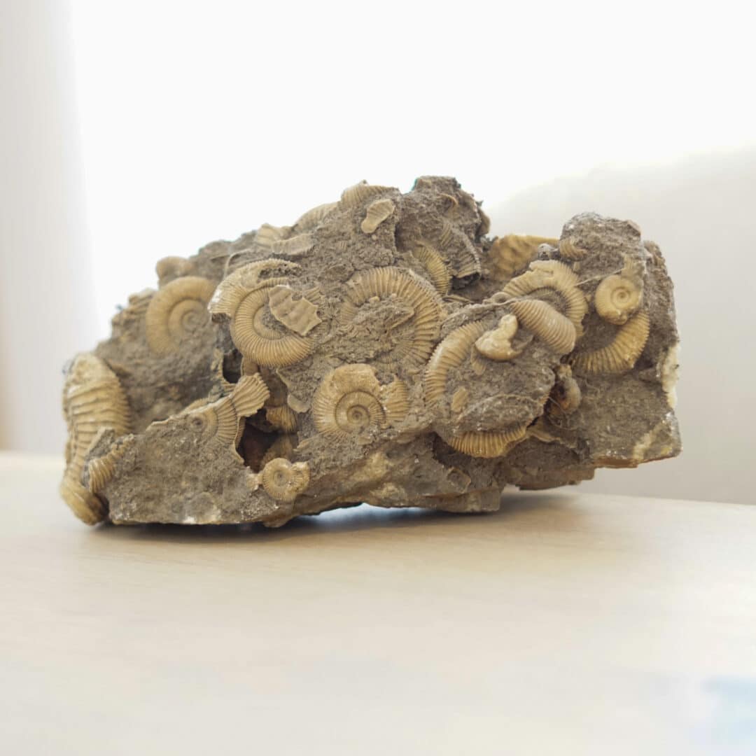 Raw stone ammonite